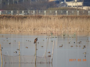 ミサゴ 千葉県　印旛沼 2017年2月4日(土)