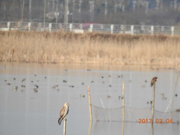 チュウヒ 千葉県　印旛沼 2017年2月4日(土)