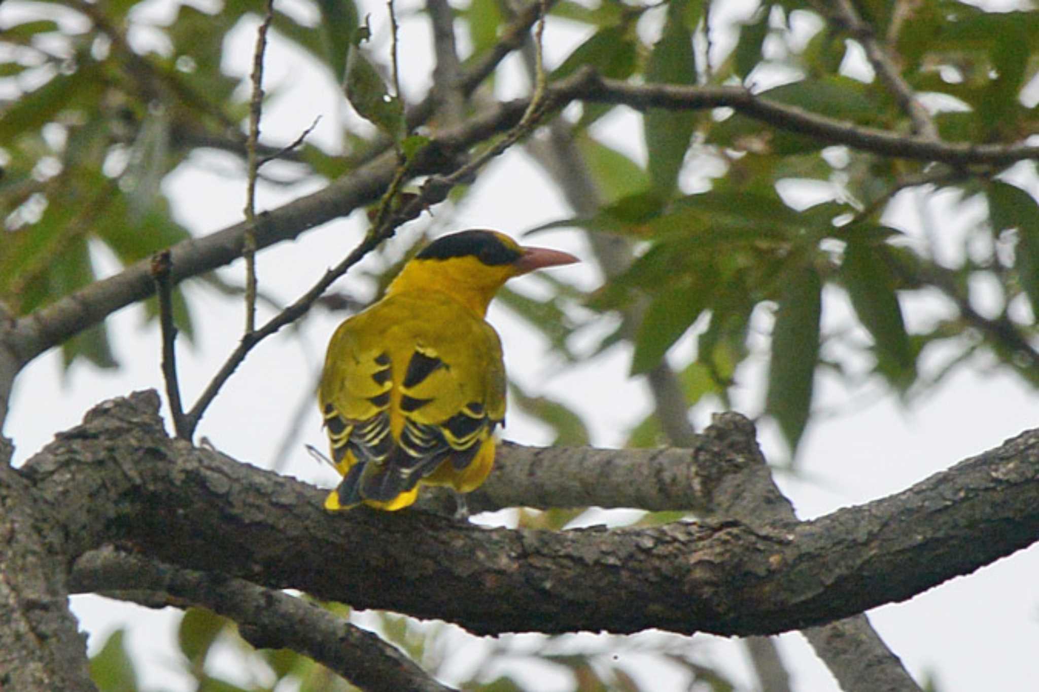 Photo of Black-naped Oriole at 滋賀　烏丸半島 by honobono