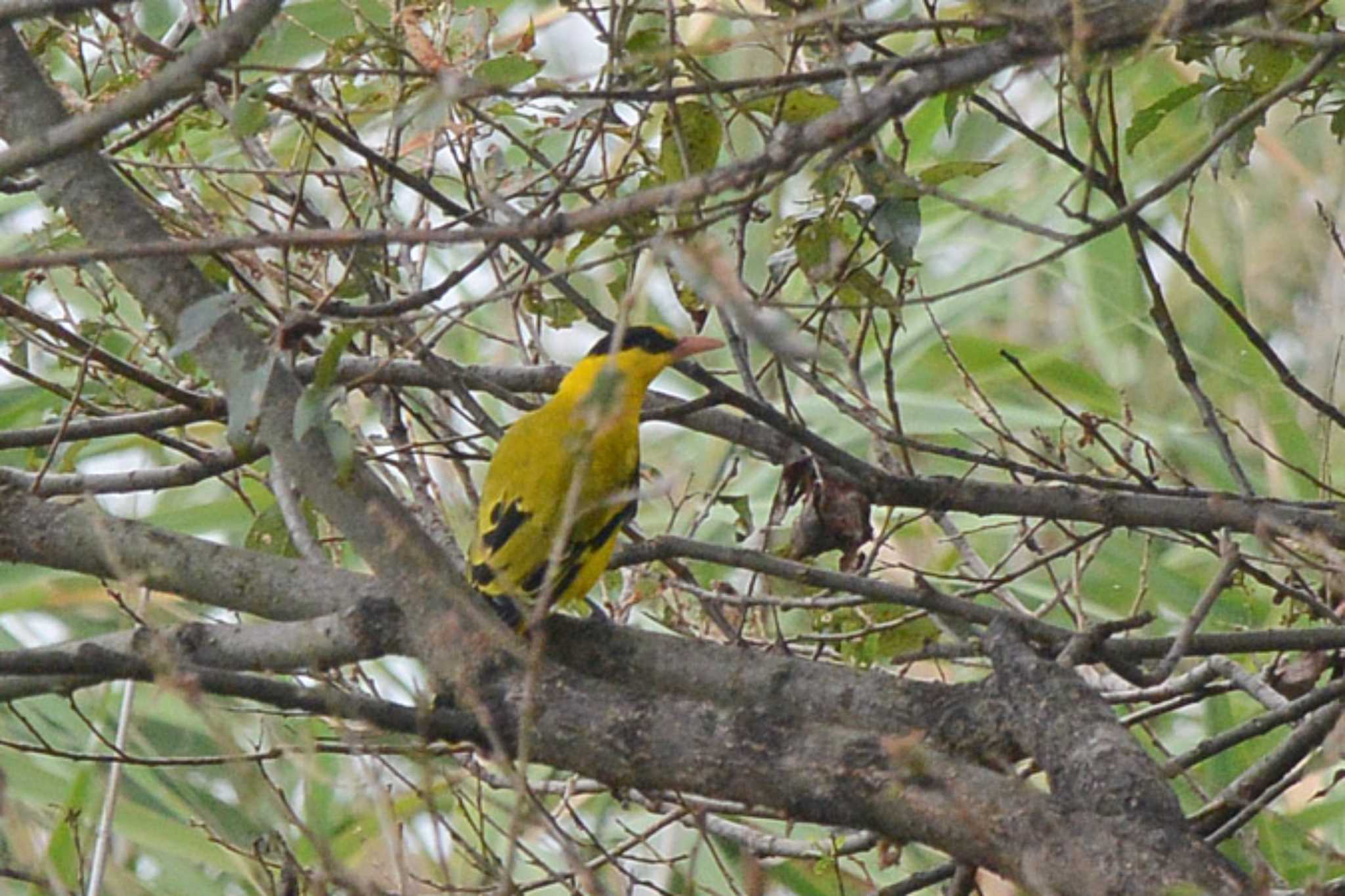 Photo of Black-naped Oriole at 滋賀　烏丸半島 by honobono