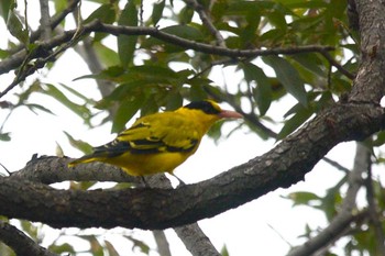 Black-naped Oriole 滋賀　烏丸半島 Wed, 9/14/2016