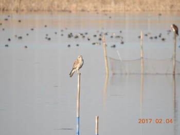 チュウヒ 千葉県　印旛沼 2017年2月4日(土)