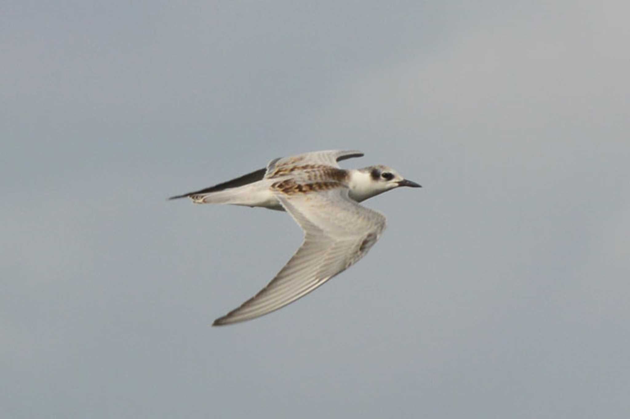 Photo of Whiskered Tern at 滋賀　赤の井湾 by honobono