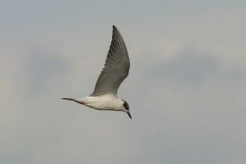 Whiskered Tern 滋賀　赤の井湾 Fri, 10/12/2018