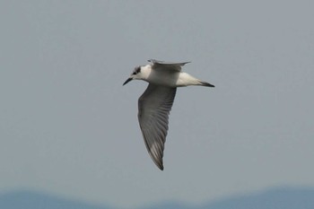 Whiskered Tern 滋賀　赤の井湾 Fri, 10/12/2018