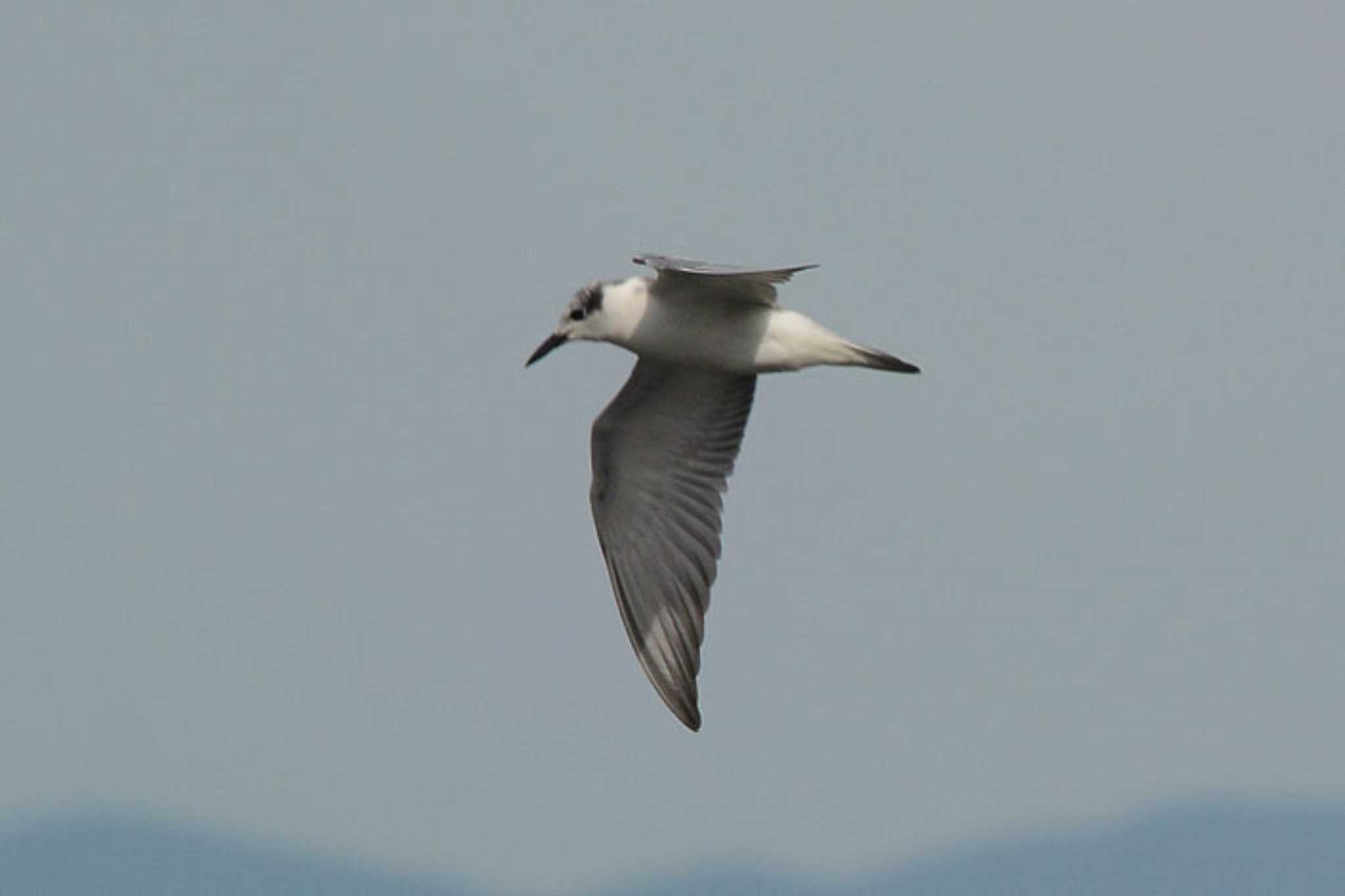 Photo of Whiskered Tern at 滋賀　赤の井湾 by honobono