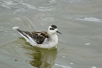 Red-necked Phalarope 草津　下物 Mon, 9/10/2018