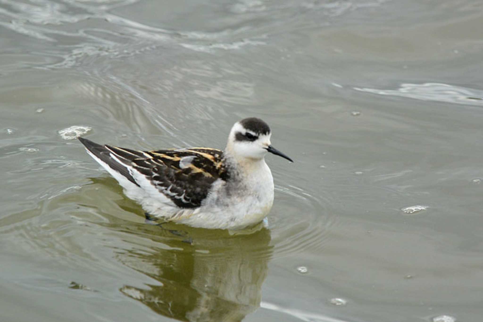 Photo of Red-necked Phalarope at 草津　下物 by honobono