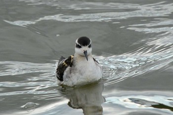 Red-necked Phalarope 草津　下物 Mon, 9/10/2018