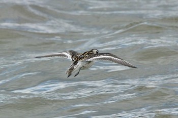 Red-necked Phalarope 滋賀　下物 Mon, 9/10/2018