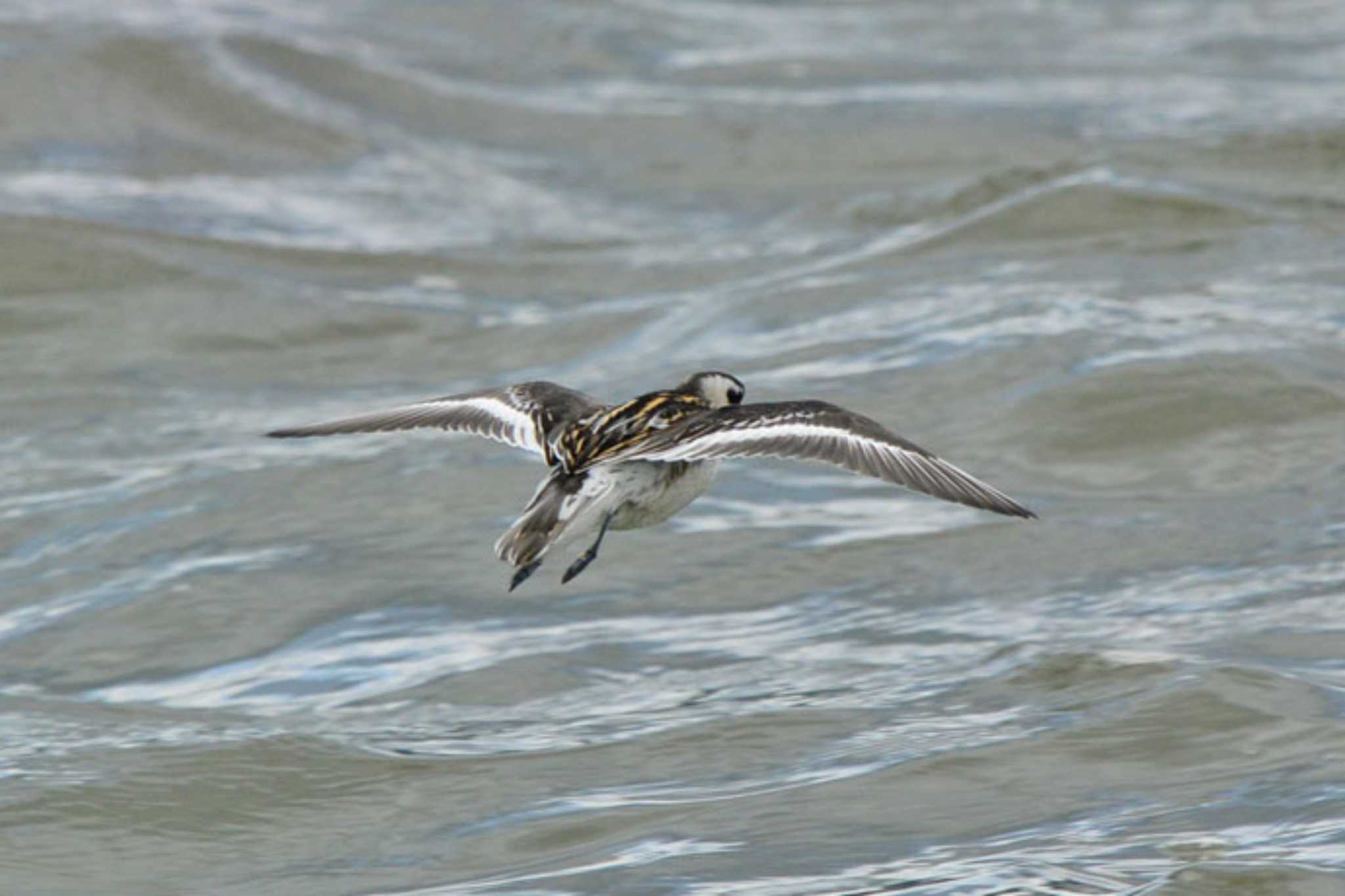 Photo of Red-necked Phalarope at 滋賀　下物 by honobono