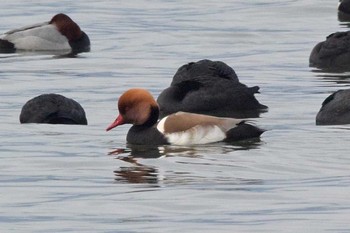 Red-crested Pochard 滋賀　津田江浜 Tue, 12/29/2020