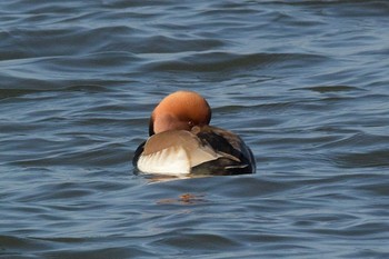 Red-crested Pochard 滋賀　下物 Thu, 1/21/2021