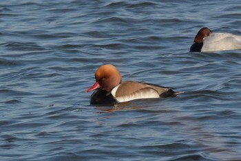 Red-crested Pochard 滋賀　下物 Thu, 1/21/2021