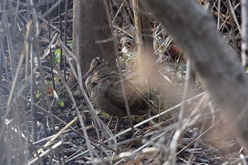 Eurasian Woodcock 滋賀　帰帆島 Sat, 2/20/2021