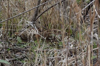 Eurasian Woodcock 滋賀　帰帆島 Sun, 3/7/2021