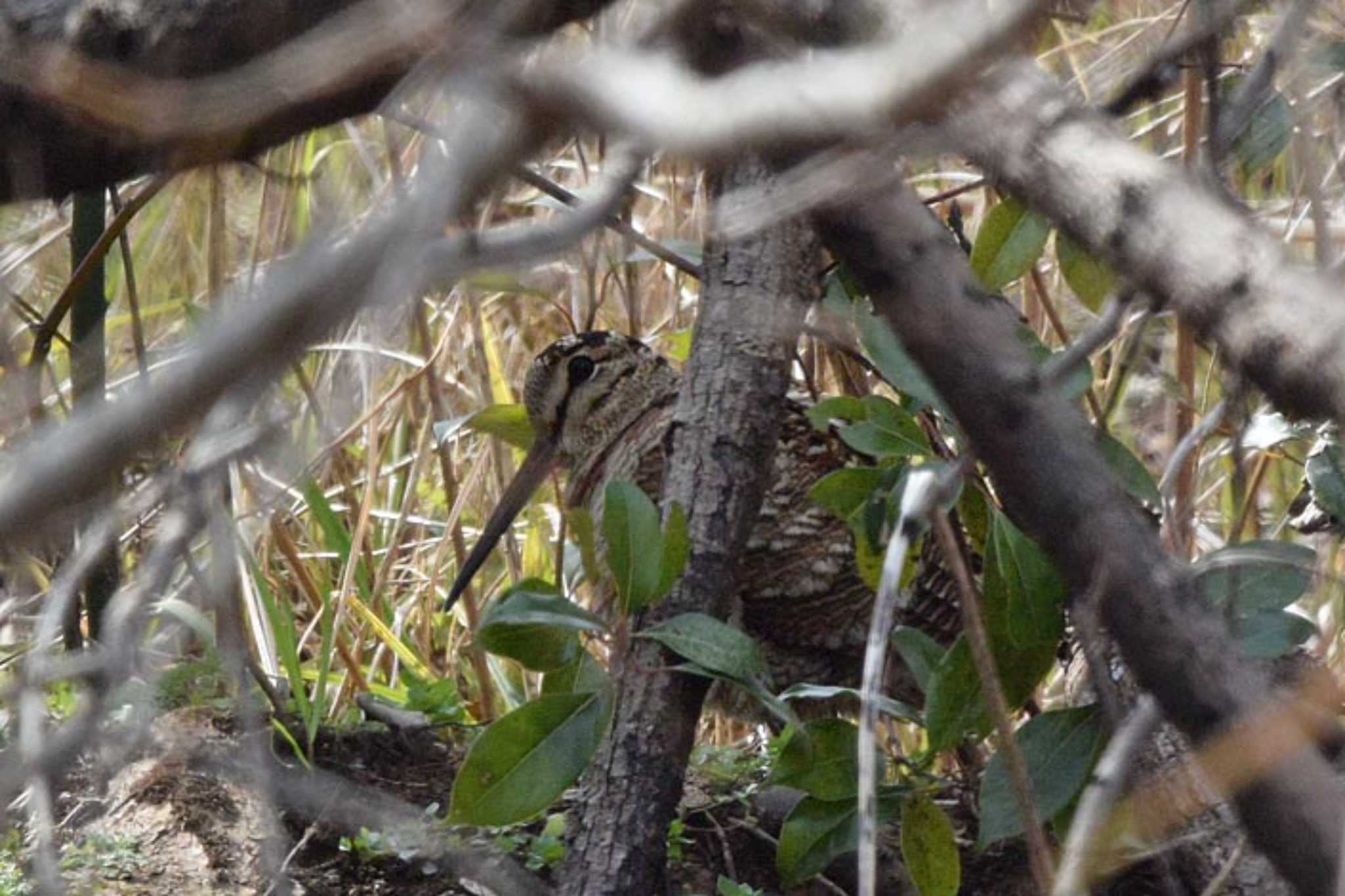 Photo of Eurasian Woodcock at 滋賀　帰帆島 by honobono