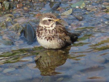 2021年3月27日(土) 境川遊水地公園の野鳥観察記録