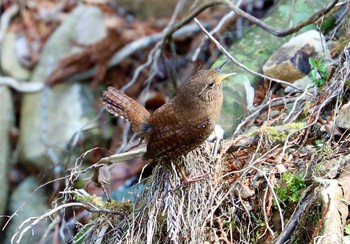 Eurasian Wren Hayatogawa Forest Road Sat, 3/27/2021