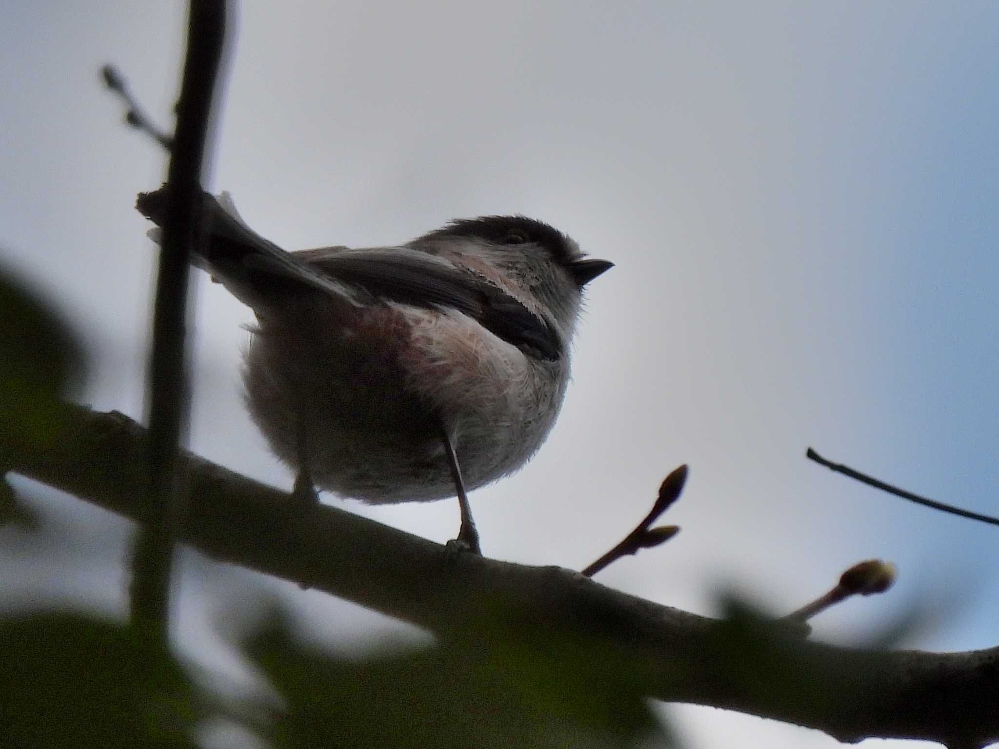 Long-tailed Tit