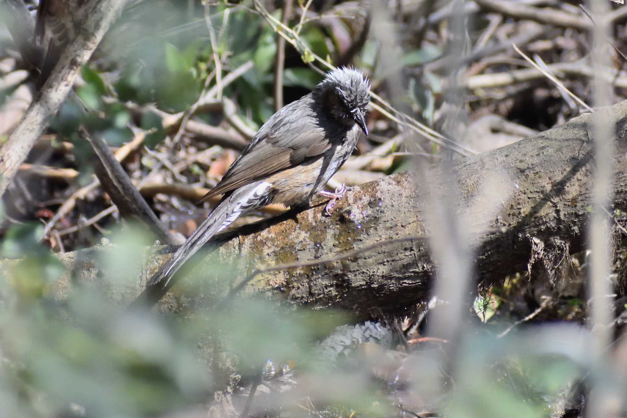 Brown-eared Bulbul