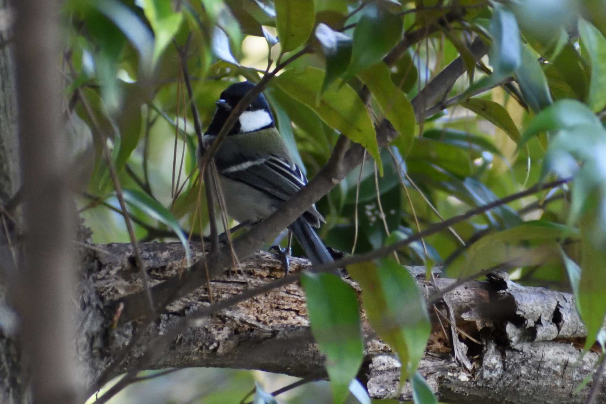 Japanese Tit