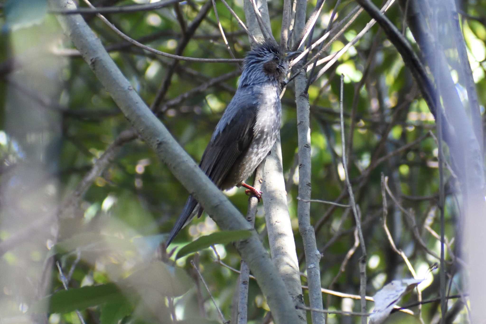 Brown-eared Bulbul