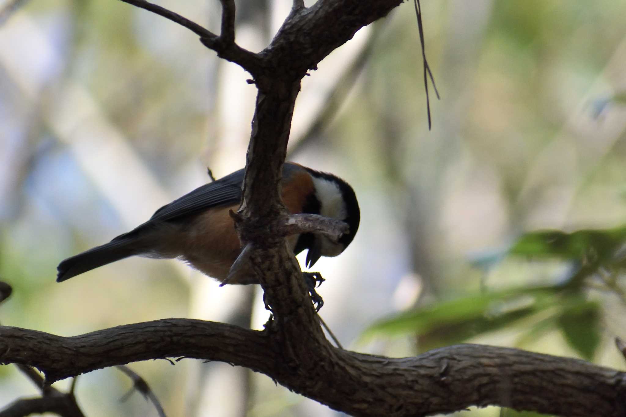 Varied Tit