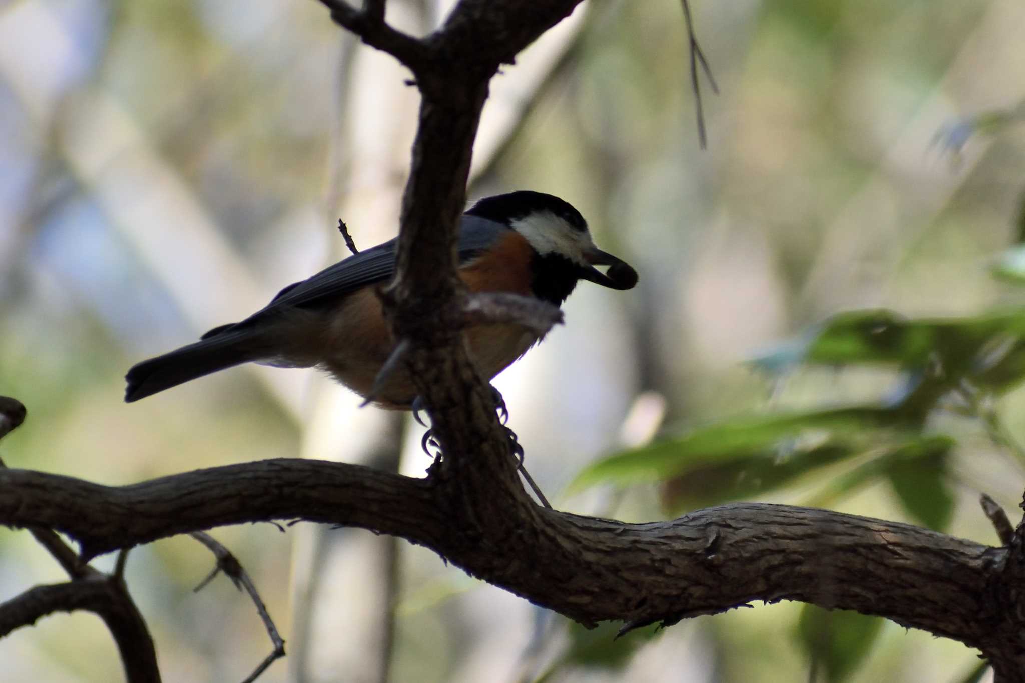 Photo of Varied Tit at 春日井市少年自然の家 by よつくん