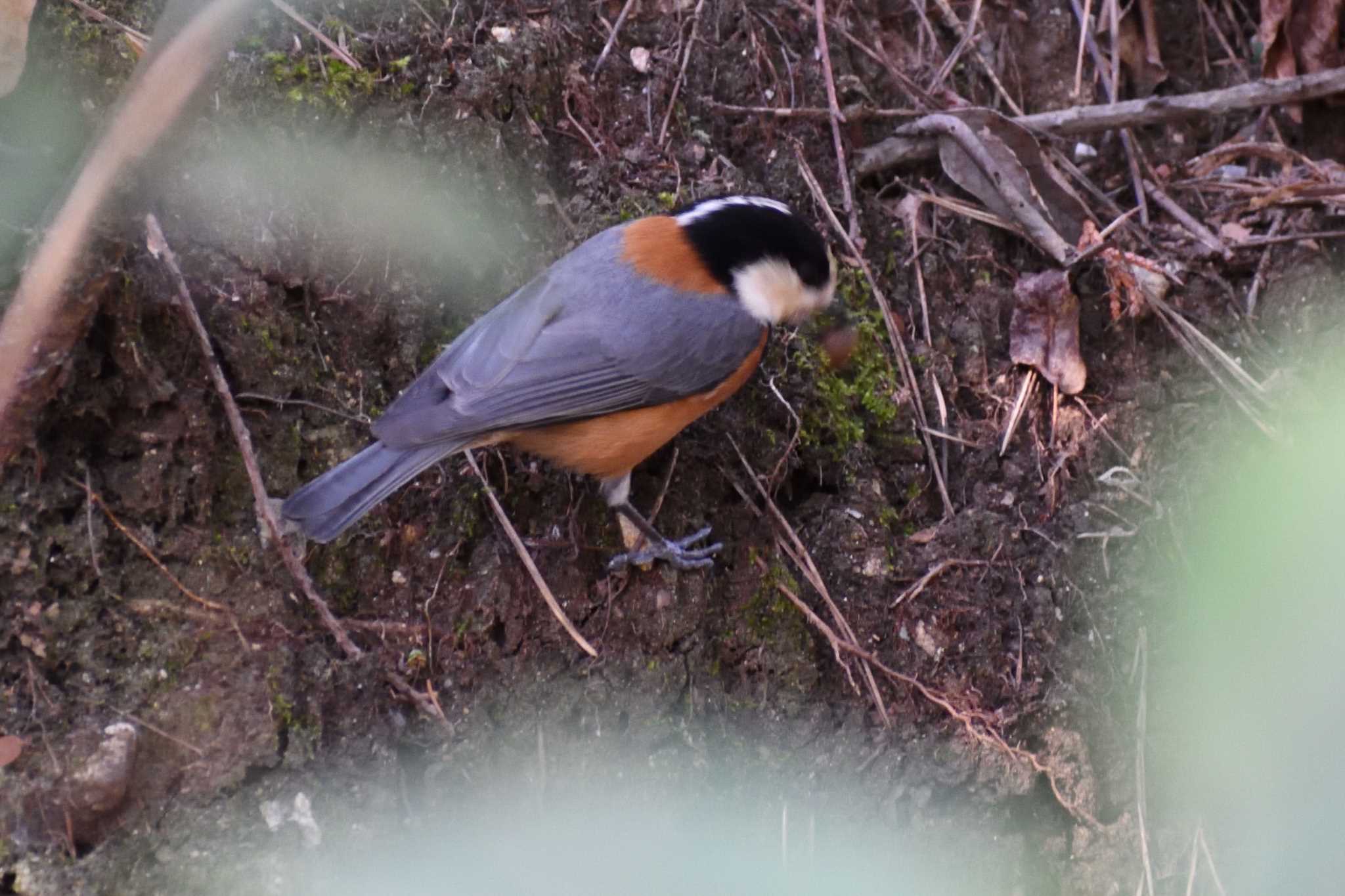 Varied Tit