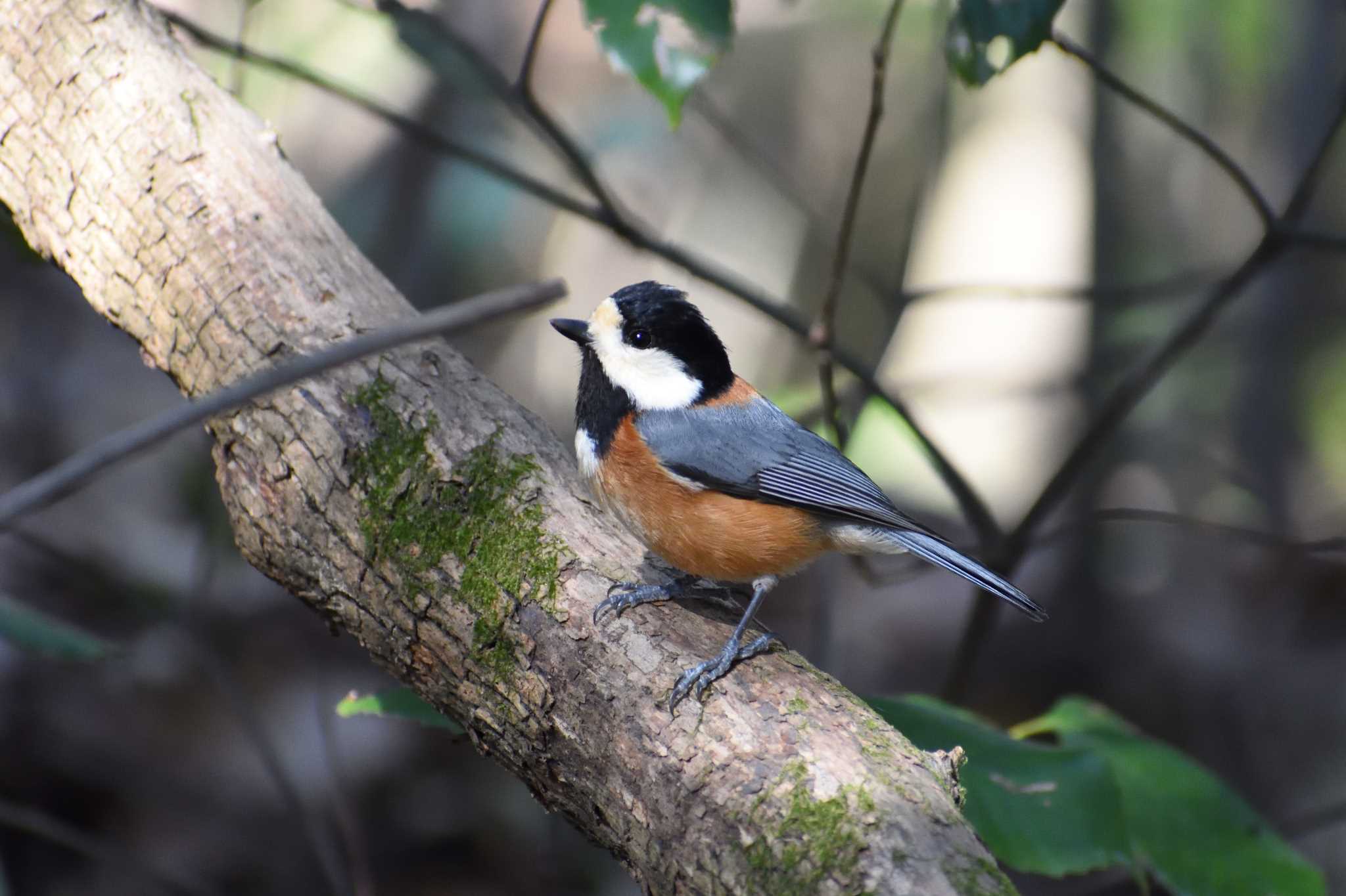 Varied Tit