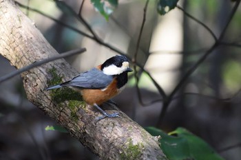 2021年3月26日(金) 春日井市少年自然の家の野鳥観察記録