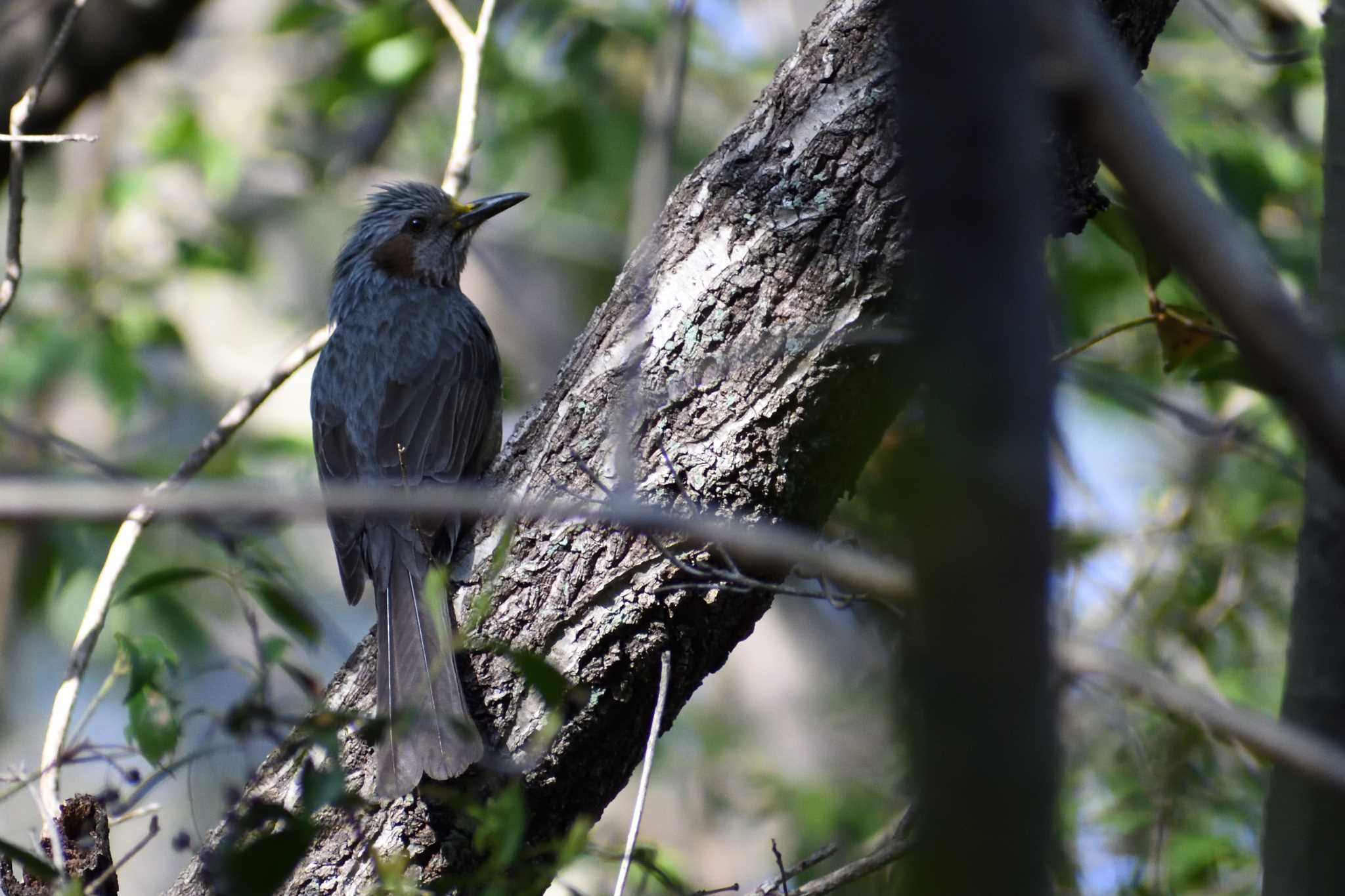 Brown-eared Bulbul