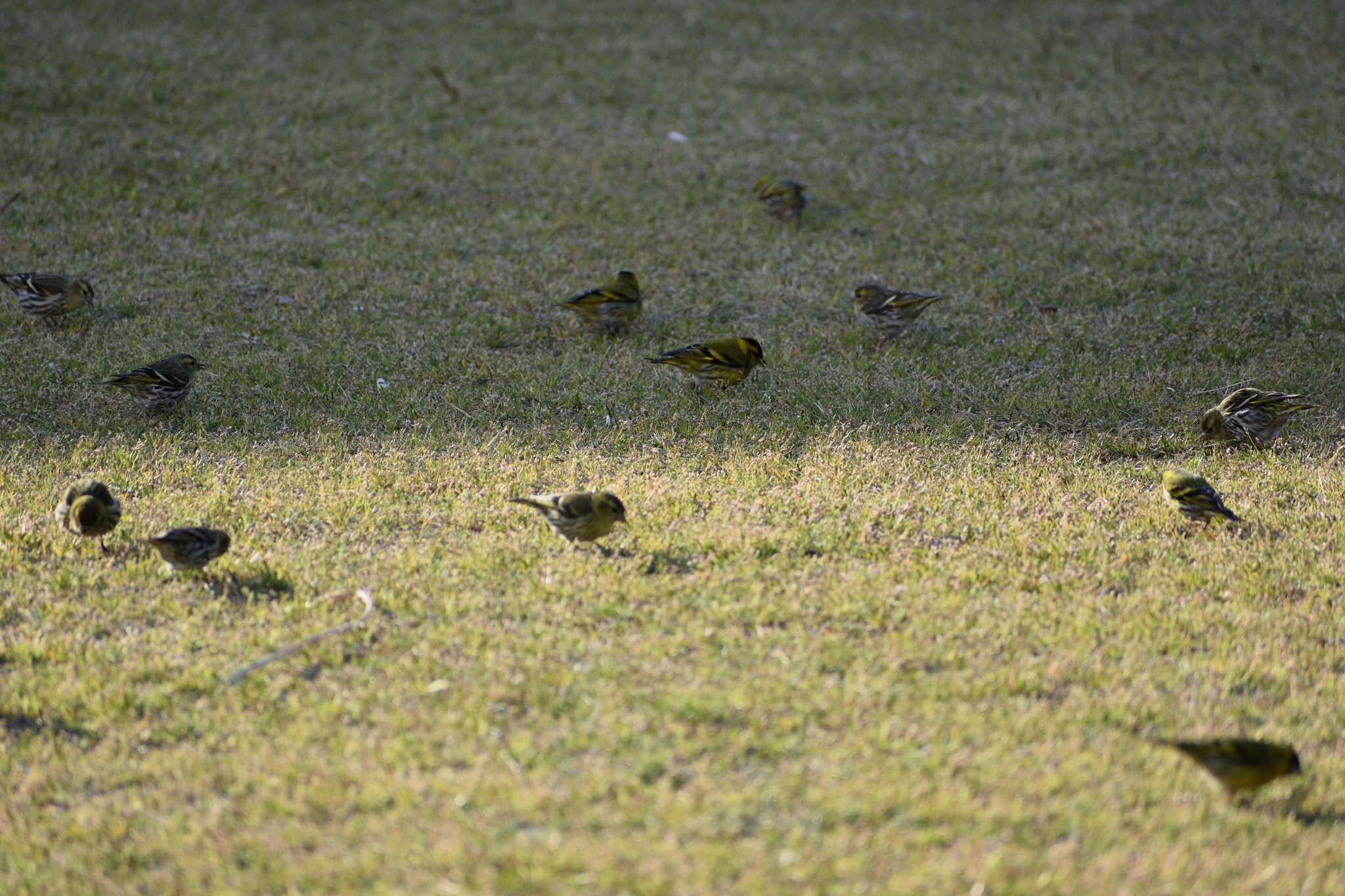 Eurasian Siskin