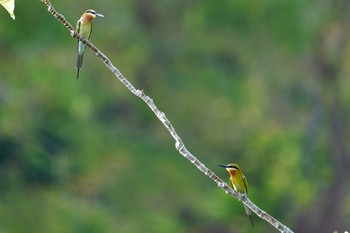 Blue-tailed Bee-eater Singapore Botanic Gardens Sat, 3/27/2021