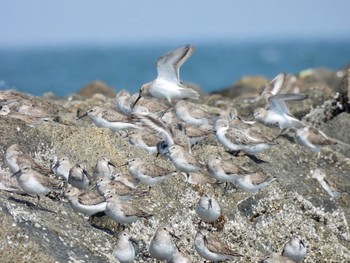 2021年3月26日(金) 安濃川河口の野鳥観察記録