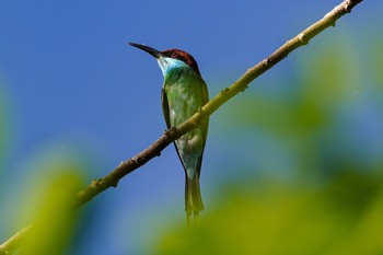 ルリノドハチクイ シンガポール植物園 2021年3月27日(土)