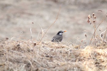 White-cheeked Starling 十勝地方 帯広川 Wed, 3/24/2021