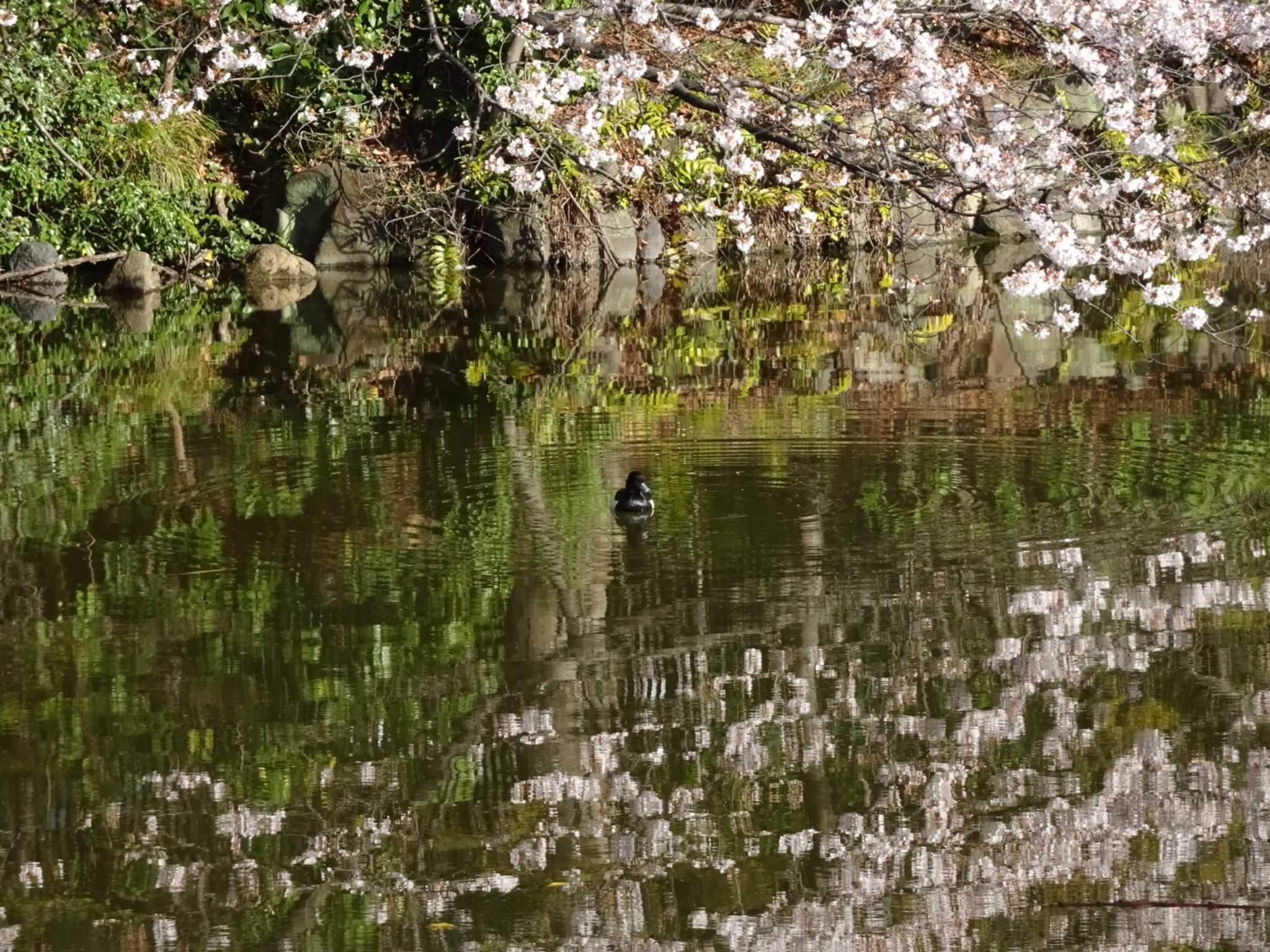 桜をヒトリジメ