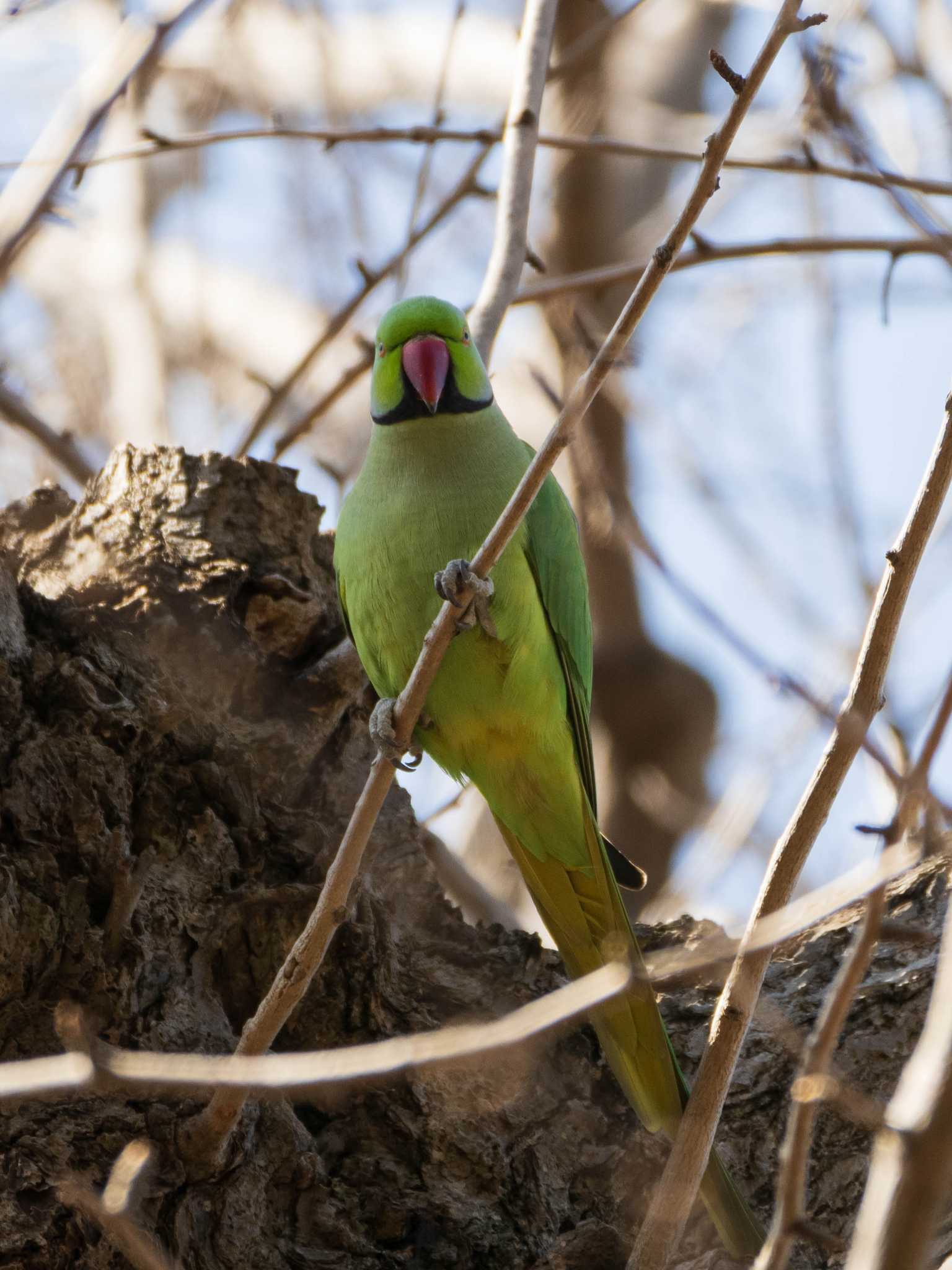 染井霊園 ワカケホンセイインコの写真