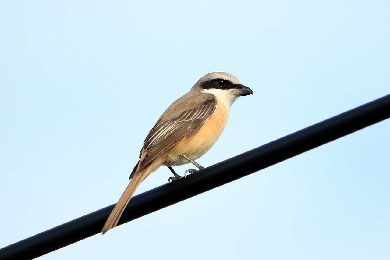 Photo of Brown Shrike(lucionensis) at 与那国島久部良 by とみやん