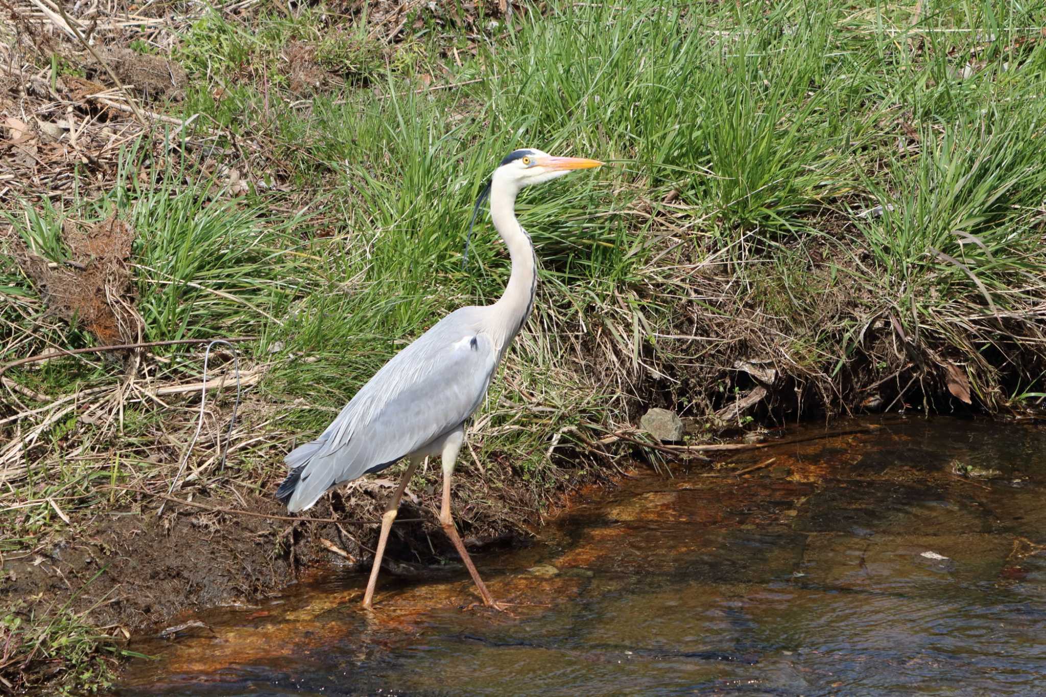 Grey Heron