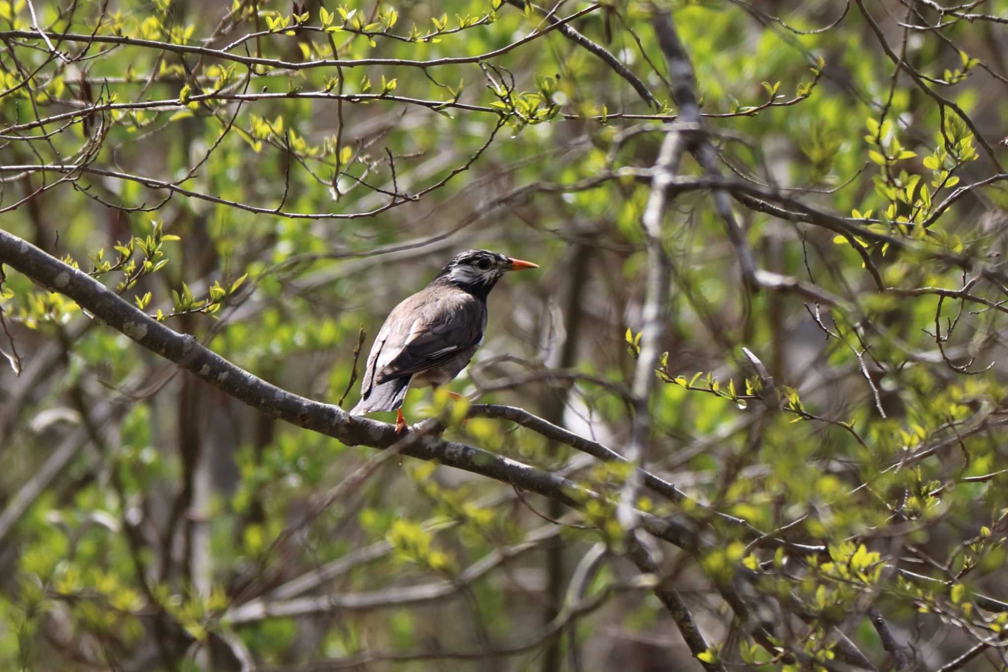 Photo of White-cheeked Starling at 平谷川 by いわな