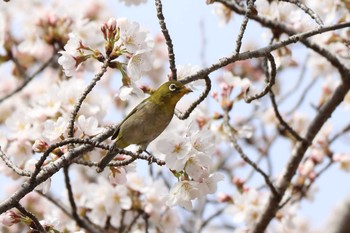 Warbling White-eye 平谷川 Sat, 3/27/2021