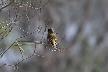 Grey-capped Greenfinch 平谷川 Sat, 3/27/2021