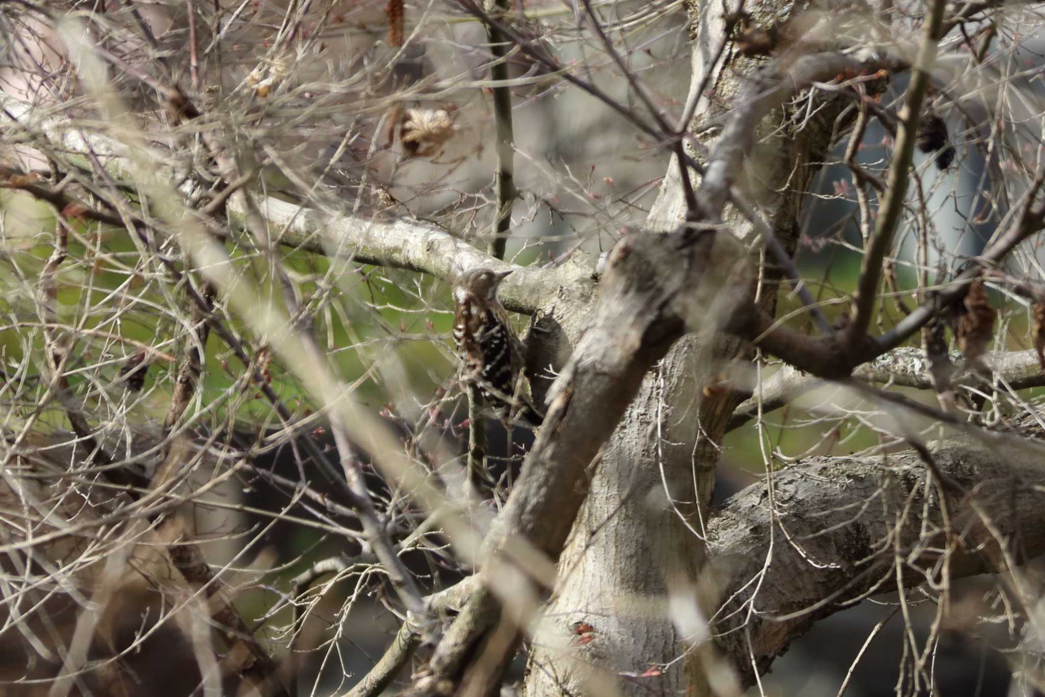 Japanese Pygmy Woodpecker