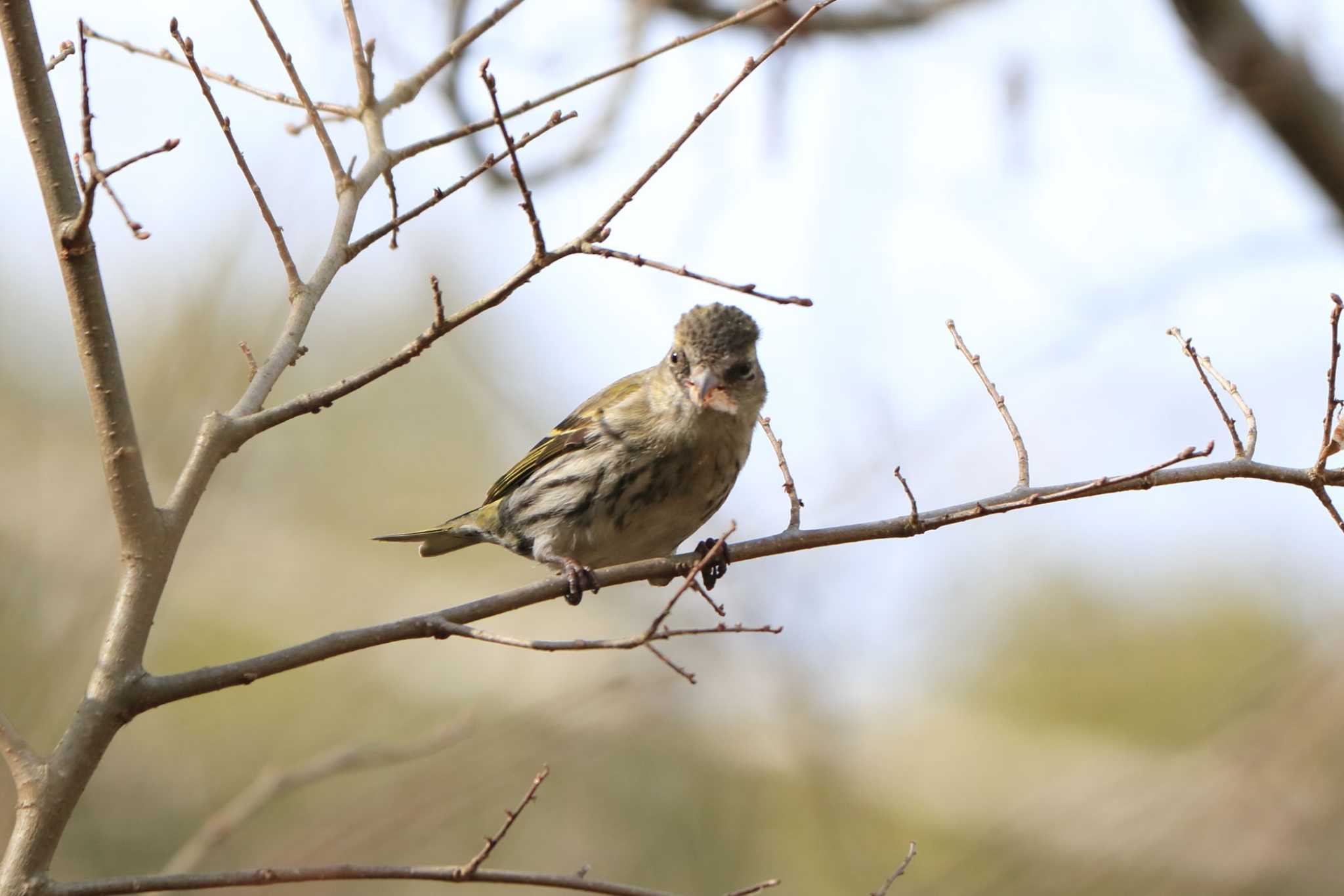 Eurasian Siskin