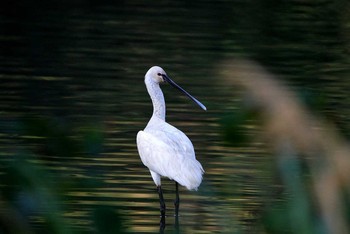 Fri, 1/6/2017 Birding report at 与那国島久部良