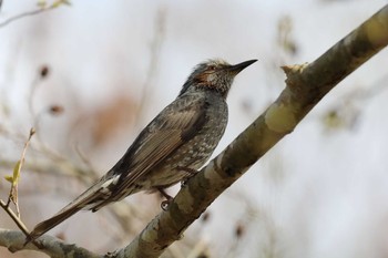 Brown-eared Bulbul 平谷川 Sat, 3/27/2021