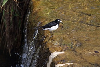 Japanese Wagtail 平谷川 Sat, 3/27/2021